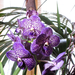 orchidea 18