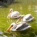 pelikánok 1