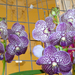 orchidea lila