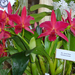 orchideák 8a