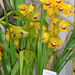sárga orchideák