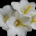 orchidea66.png