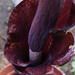 Amorphophallus rivieri Durieu