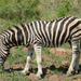 Masik fajta zebra