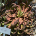 Kirstenbosch Aloe melanacantha