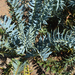Kirstenbosch Encephalarios horridus