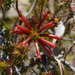 Kirstenbosch Erica nevillei