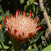 Kirstenbosch Ismeretlen noveny 5