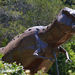 Kirstenbosch T-rex szobor