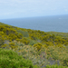 Joremenyseg-foka Novenyzet Cape Point kornyeken