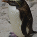 Two Oceans Aquarium Masik fajta pingvin