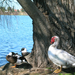 Lake Monger másfajta madarak