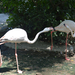 208 Saigon állatkert Flamingók