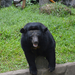 220 Saigon állatkert Másik ázsiai medvefajta
