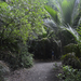 Auckland Domain erdő 03