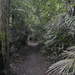Auckland Domain erdő 04