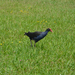 Auckland Te Atatu egy pukeko madár
