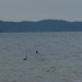Rotoiti-tó vízben fekete hattyúk