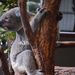 Brisbane Lone Pine Koala 01