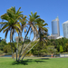Sydney Botanikus Kert Pálmák és felhőkarcolók