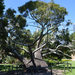 Sydney Botanikus Kert Nagy fa