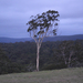 Tallong Magányos eukaliptusz szürkületben