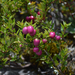 Serrano-gleccser lilás bogyók
