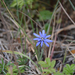Grey-gleccser Egyik kék virág
