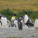 Beagle-csatorna Pingvinek szigete két királypingvin