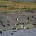 Beagle-csatorna Pingvinek szigete 04