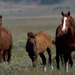 wild-horses