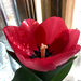 tulipán kehely