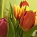 húsvéti tulipánok