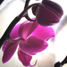 orchidealila