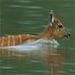 ivindo-park-sitatunga-734608-mn