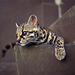 margay-kitten-248822-ga