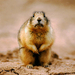 staring-prairie-dog-517690-ga