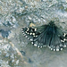 nunatak-butterfly-524374-ga