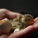 attwater-chick-hatchling-708075-ga