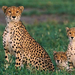 cheetah-cubs