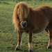 miniature-horse-kentucky-737725-ga