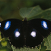 black-butterfly-polynesia-734417-ga