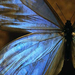 blue-morpho-butterfly-518617-ga