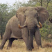 african-elephant-standing