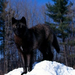 normal Black Wolf in Snow