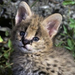 normal African Serval Kitten