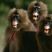 angry-geladas-711058-ga