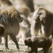 gelada-face-off-711057-ga