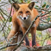 normal Red Fox in Tree