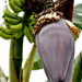 A banan viraga